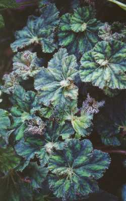 B. ‘Jedah’